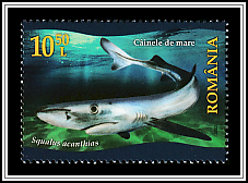 Spiny Dogfish (Squalus acanthias)