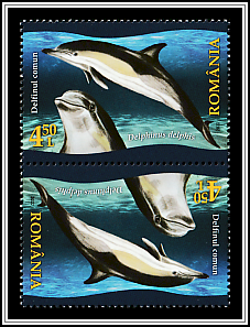 Common Dolphin (Delphinus delphis)