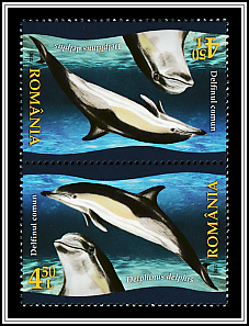 Common Dolphin (Delphinus delphis)