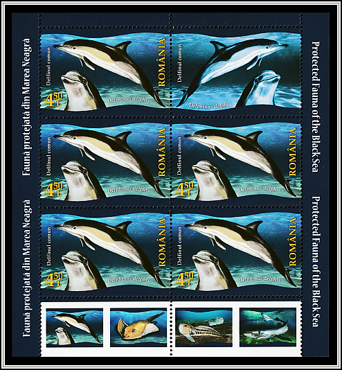 Common Dolphin (Delphinus delphis)