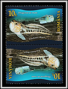Greater Weever (Trachinus draco)
