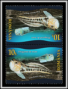Greater Weever (Trachinus draco)