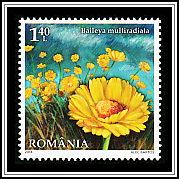 Desert Marigold (Baileya multiradiata)