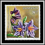 Silverleaf Nightshade (Solanum elaeagnifolium)