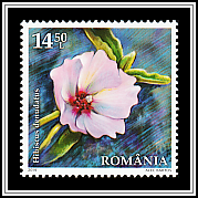 Rock Hibiscus (Hibiscus denudatus)