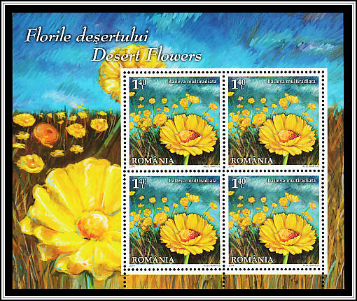Desert Marigold (Baileya multiradiata)