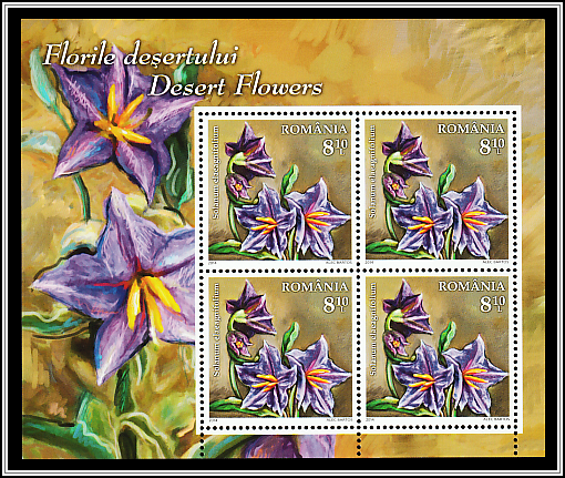 Silverleaf Nightshade (Solanum elaeagnifolium)