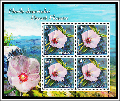 Rock Hibiscus (Hibiscus denudatus)
