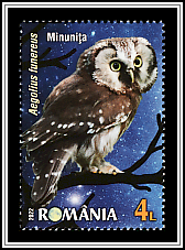 Boreal Owl (Aegolius funereus)