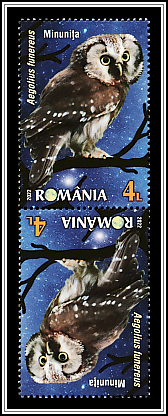 Boreal Owl Tête-bêche Type I