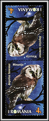 Boreal Owl Tête-bêche Type II