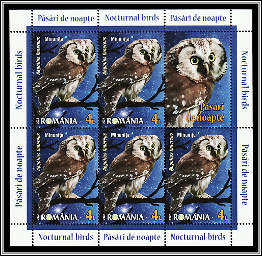 Boreal Owl (Aegolius funereus)