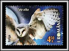 Barn Owl (Tyto alba)