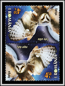 Barn Owl Tête-bêche Type II