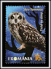 Short-Eared Owl (Asio flammeus)