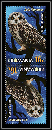 Short-Eared Owl Tête-bêche Type I