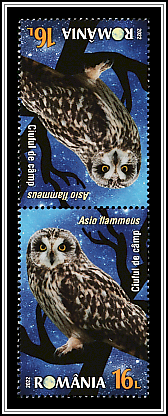 Short-Eared Owl Tête-bêche Type II