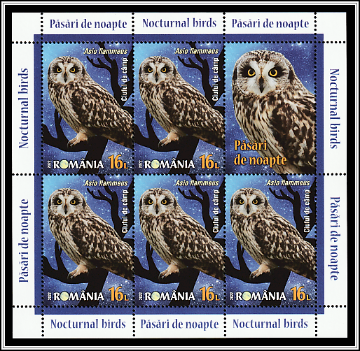 Short-Eared Owl (Asio flammeus)