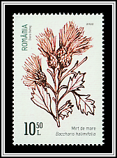 Groundseltree (Baccharis halimifolia)