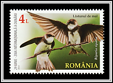 Sand Martin (Riparia riparia)