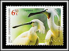 Eurasian Spoonbill (Platalea leucorodia)