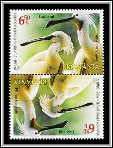 Eurasian Spoonbill Tête-bêche Type I
