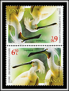 Eurasian Spoonbill Tête-bêche Type II