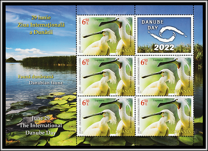 Eurasian Spoonbill (Platalea leucorodia)