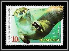 Eurasian Otter (Lutra lutra)