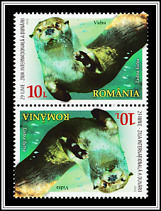 Eurasian Otter Tête-bêche Type I