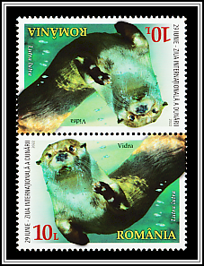 Eurasian Otter Tête-bêche Type II