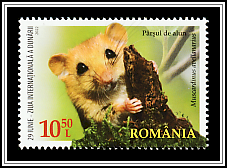 Hazel Doormouse (Muscardinus avellanarius)