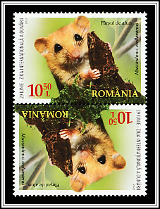 Hazel Doormouse Tête-bêche Type I
