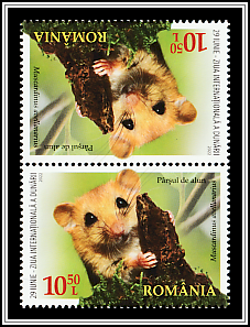 Hazel Doormouse Tête-bêche Type II