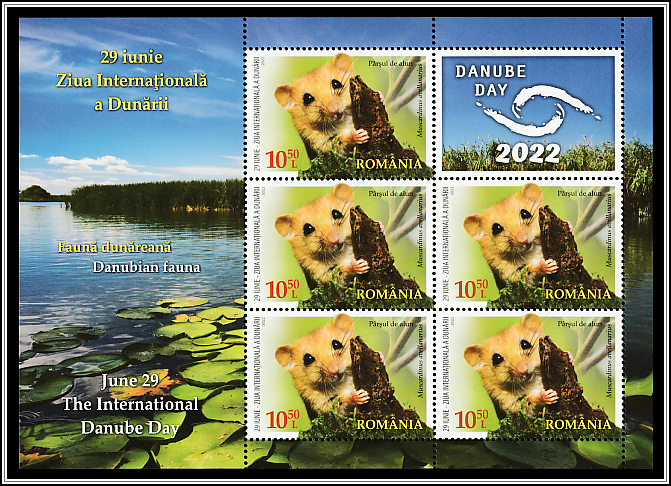 Hazel Doormouse (Muscardinus avellanarius)