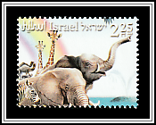 Elephans, Giraffes, Zebras, Camels