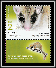Forest Dormouse (Dryomys nitedula)