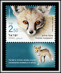 Rüppell's Fox (Vulpes rueppellii)
