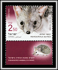 Long-Eared Hedgehog (Hemiechinus auritus)