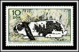 Domestic Rabbits (Oryctolagus cuniculus f. domestica)