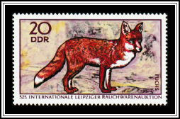 Red Fox (Vulpes vulpes)