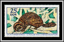 Mink (Mustela lutreola)