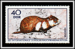 European Hamster (Cricetus cricetus)
