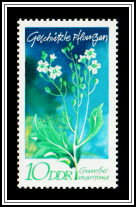Sea Kale (Crambe maritima)