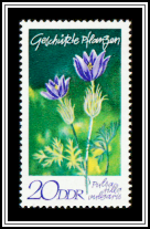 Pasqueflower (Pulsatilla vulgaris)