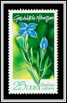Gentiana ciliata