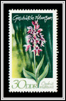 Military Orchid (Orchis militaris)