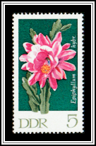 Orchid Cactus (Epiphyllum hybrid)
