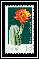 Echinocereus salm-dyckianus