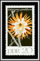 Queen of the Night (Selenicereus grandiflorus)